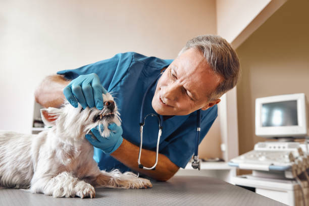 Best Emergency Dental Care for Abscessed Tooth in Overton, TX